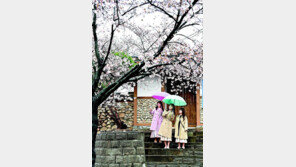 활짝 핀 벚꽃 감상