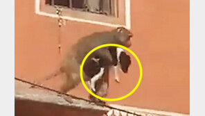 ‘킹콩 같아’ 인도 원숭이, 강아지 납치해 도주하다 발각 [영상] 