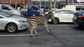 차도 활보하는 얼룩말 