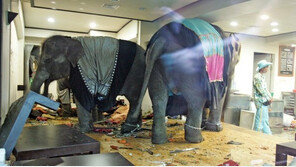 사람 들이받고 식당 부수고…얼룩말 소동, 18년 전 코끼리 ‘6마리 탈출’ 재소환