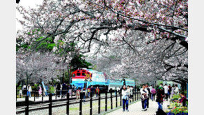 진해 군항제 오늘 개막 