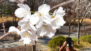 벚꽃 흩날리는 휴일 지나고 꽃샘추위 기습…전국 곳곳 한파주의보