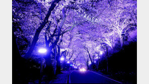 하동군 ‘십리벚꽃길’에 화려한 야간조명 밝힌다