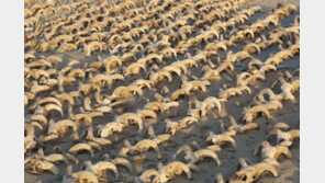 이집트 신전서 ‘양머리 미라’ 2000개 발견돼