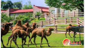 北 평양 중앙동물원 동물들 지방 이사… 오락시설도 ‘균형 발전’