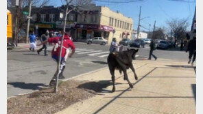 미국선 얼룩말 대신 소…도살장 탈출해 거리서 난동