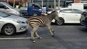 “얼룩말 ‘세로’가 삐졌다? 잘못된 의인화…동물 탓하는 것”