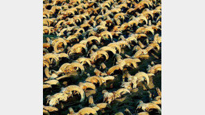 람세스 2세에 바친 양머리 미라 2000개 발굴