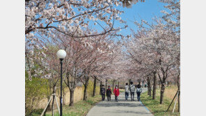 ‘너무 빨라도 걱정’…‘4월 벚꽃 축제’ 준비하던 지자체들 ‘당황’