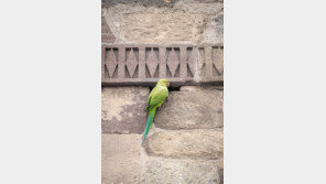 “아슈! 아슈!” 쉴새없이 외친 앵무새…주인 살해범 이름이었다