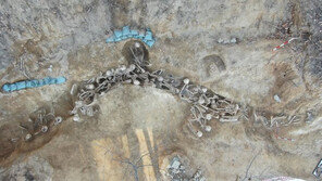 머리에 탄피, 손목엔 軍 삐삐선…아산서 유해 40여구 발견