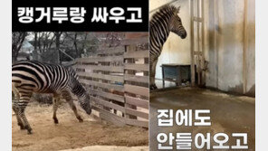 “얼룩말 세로, 무서움 탓 소동…”삐쳤다‘ ’반항했다‘ 의인화 잘못“