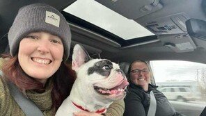 3번이나 입양 취소된 美 ‘악마견’ 불독…그 사연은?