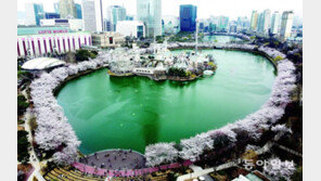 벚꽃 만개한 석촌호수 