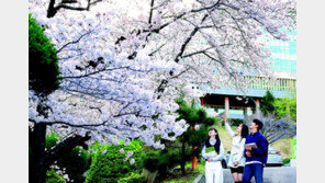 “남해대교 걸으며 활짝 핀 벚꽃 감상하세요” 