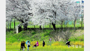 전남북 곳곳서 축제 한마당… “벚꽃길 걸으며 봄을 만끽하세요”