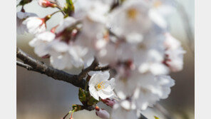 ‘꽃세권’ 호텔, 첫 ‘마스크 해제’ 벚꽃시즌 맞아 모처럼 만실