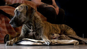 이틀 새 ‘21마리’ 출산한 美 버지니아 ‘슈퍼犬’ 화제