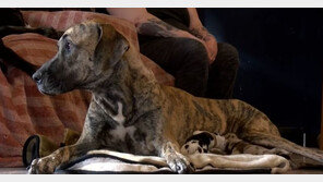 27시간만에 21마리 출산한 美 반려견 화제