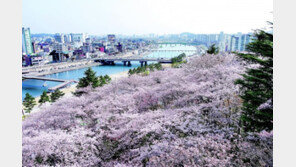 강릉 곳곳에 벚꽃 만개… 강원도 봄꽃축제 개막