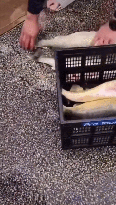 “물고기 뱃속에 납넣고 무게 속여”…美 낚시대회 참가자 실형