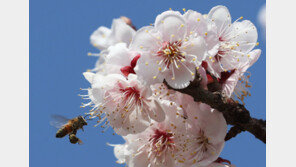 [날씨]한낮 최고 기온 ‘27도’ 일교차 큰 날씨…미세먼지 ‘나쁨’