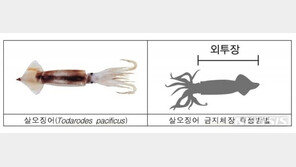 “산란기 오징어 지켜주세요”…4~5월 ‘오징어 금어기’
