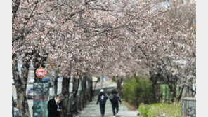 “노마스크 봄 나들이 어디 갈까?”…서울시 ‘아름다운 봄 꽃길 171선’