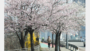 ‘4년 만의 여의도 봄꽃축제’…도로 통제하고 대중교통 증편