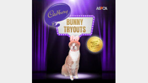 교통사고로 한쪽 눈을 잃은 고양이, 英 회사 광고모델 선정