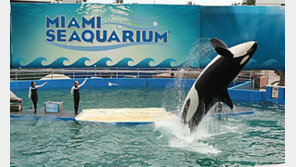 마이애미 수족관에 살던 범고래, 50년만에 다시 고향으로