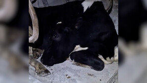 오늘은 젖 짜기 싫어…‘잠든 척한 젖소’ 큰 인기