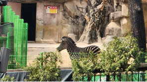 “세로야, 여기 봐!”…‘탈출극’ 얼룩말 보러 어린이대공원 ‘북적’