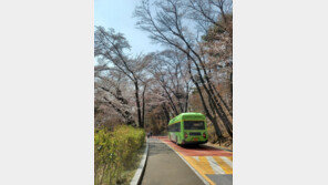 남산공원 주말 맞춤버스 8001번 신설…8일부터 운행