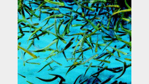 “바다 없는 충북에서 연어 키운다”… 해양수산 신사업 추진 