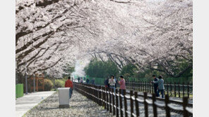 제61회 진해군항제 폐막, 10일간 450만명 이상 방문
