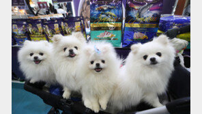 반려동물 진료비 이르면 연말부터 내린다…부가세 면제 검토