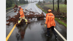 가로수 쓰러지고 무더기 결항…태풍급 비바람 몰아친 제주