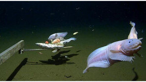 가장 깊은 해저 8336m서 발견된 물고기…“귀여워”
