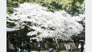 벚꽃 빨리 핀다 했더니…제주 3월 역대 두번째로 따뜻했다
