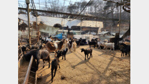 홍성 가축 8만마리 죽고 축사 20동 전소…산불 피해 늘어