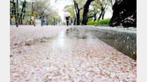 가뭄 해갈 단비에 ‘벚꽃 엔딩’