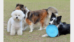 반려동물 진료비, 연내 9% 줄어들듯 