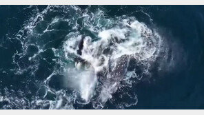 “이런 사냥은 처음”…범고래 30여 마리, 40톤 ‘귀신고래’ 공격 (영상)