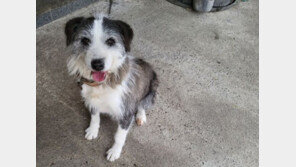 뇌졸중 주인 구한 ‘복순이’ 보신탕집에 넘긴 견주 기소유예