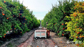 제주감귤 ‘보릿고개’에 제철 맞은 美 감귤 왔다 
