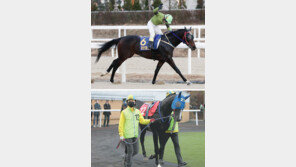 과천벌 1800m 레이스, 여왕마 가린다