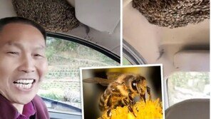 벌떼 수백 마리 바글바글 차 태연히 운전…“부자 되려나” 긍정왕