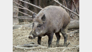 서울 노원구 아파트 단지에 멧돼지 출몰…“엽사 대기중”