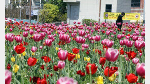 ‘벚꽃 아쉽지만’ 화창한 봄 날씨에 전국 나들이객 ‘웃음꽃 활짝’